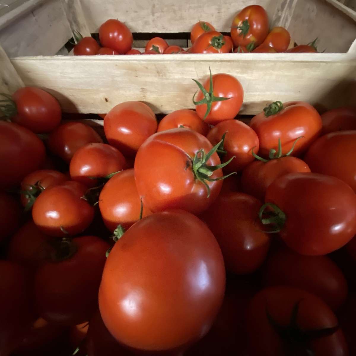 Tomates classiques