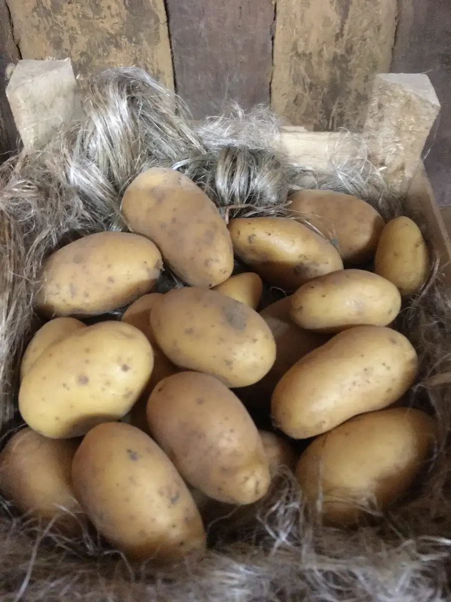 Pommes de terre Allians