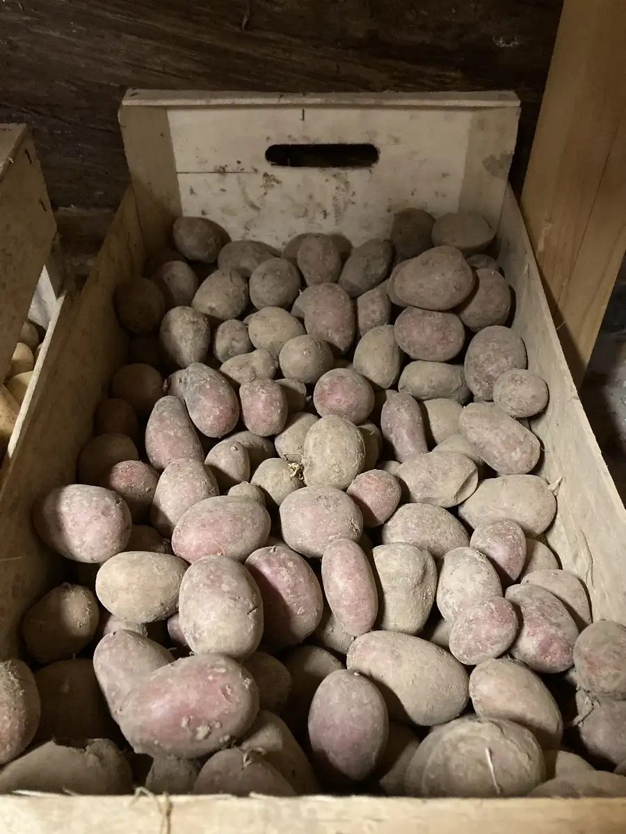 Pommes de terre Alouette