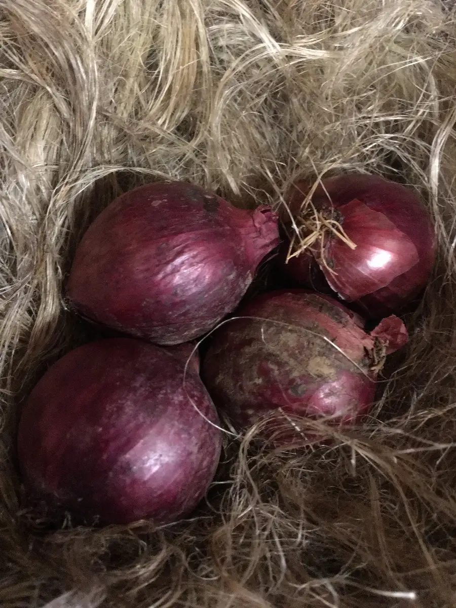 Oignons rouges