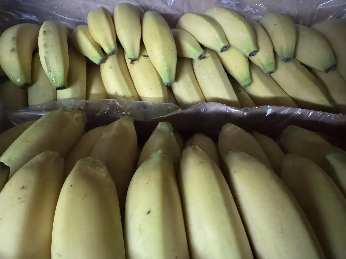 Bananes
